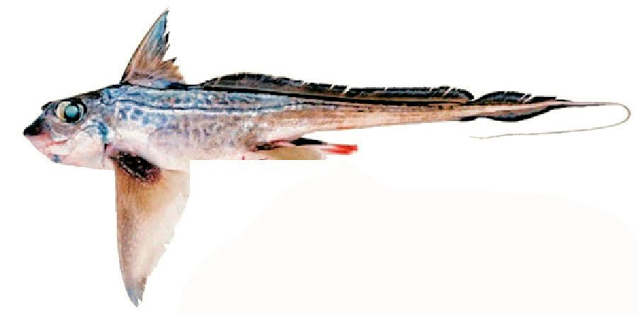 Chimaera monstrosa_04.jpg